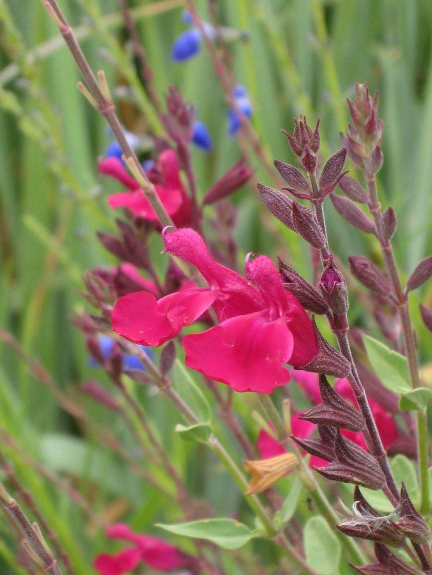 Autumn Sage - Mystery Color - Native Gardeners