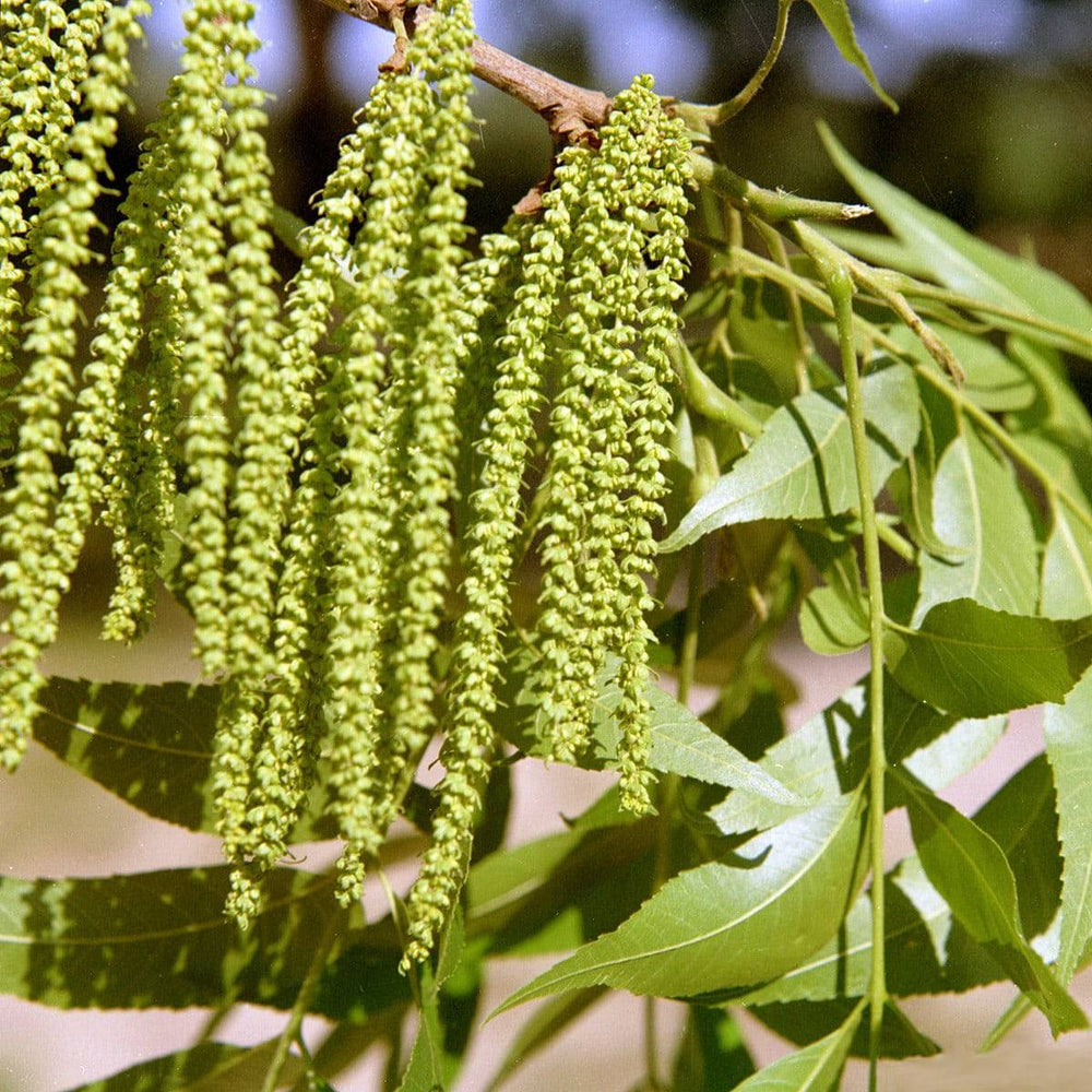 Pecan - Native Gardeners