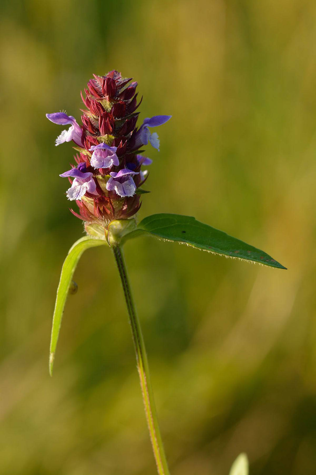 Selfheal - Native Gardeners