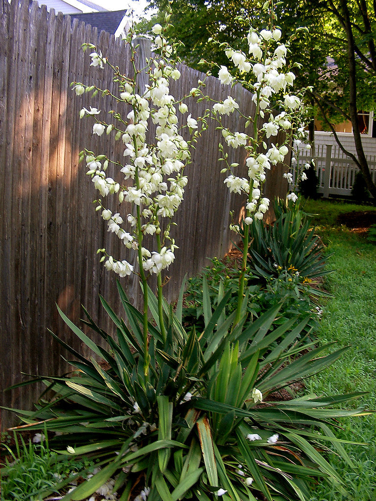 Adam's needle blooming