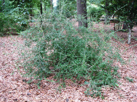 Weeping Elbow Bush - Native Gardeners