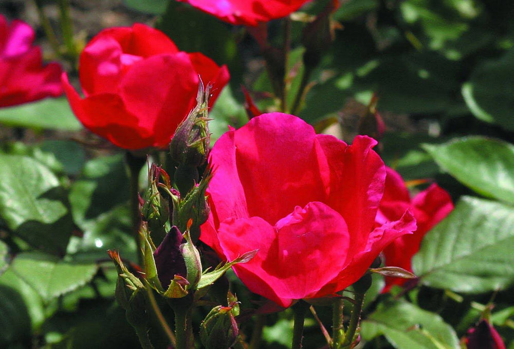 Rose 'Kristen Poulsen' - Native Gardeners