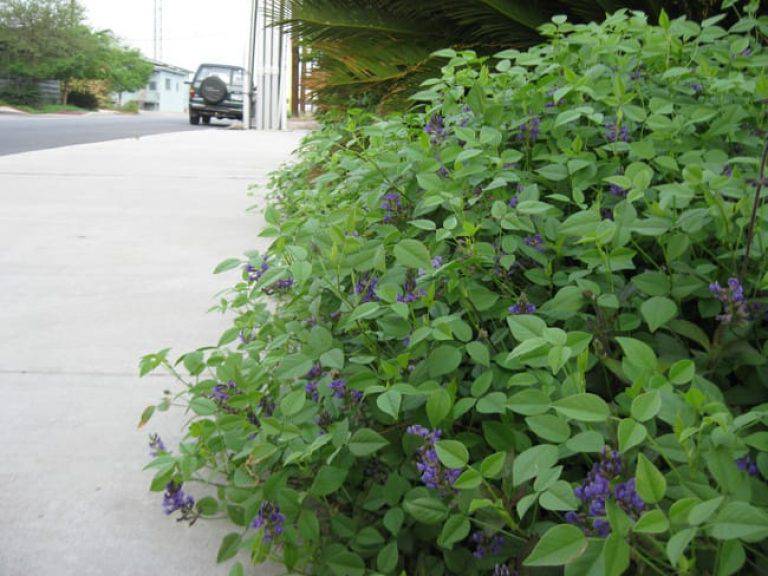 Mountain Pea - Native Gardeners