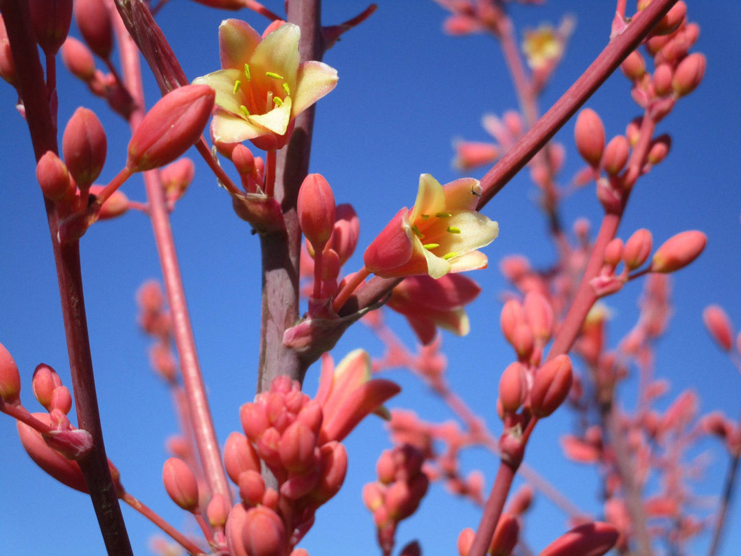 Hesperaloe 'Desert Flamenco' - Native Gardeners