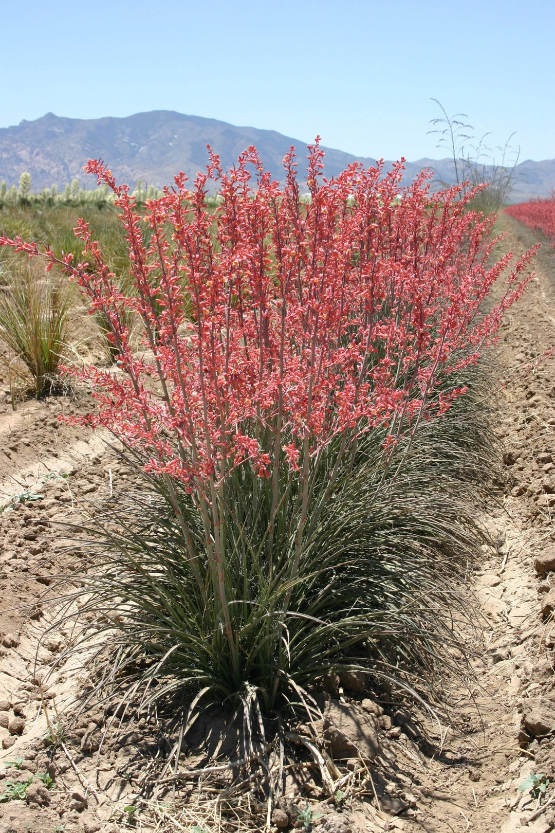 Hesperaloe 'Desert Flamenco' - Native Gardeners