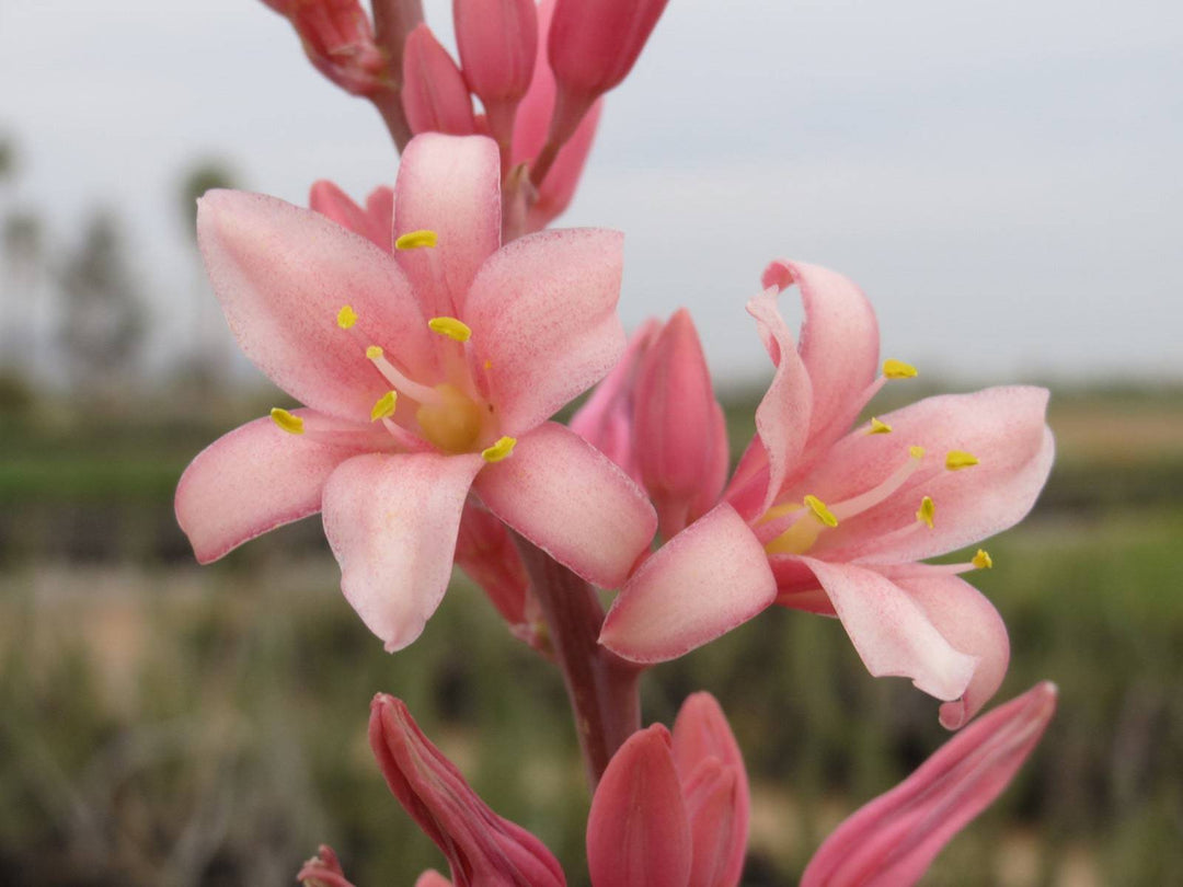 Hesperaloe 'Pink Parade' - Native Gardeners