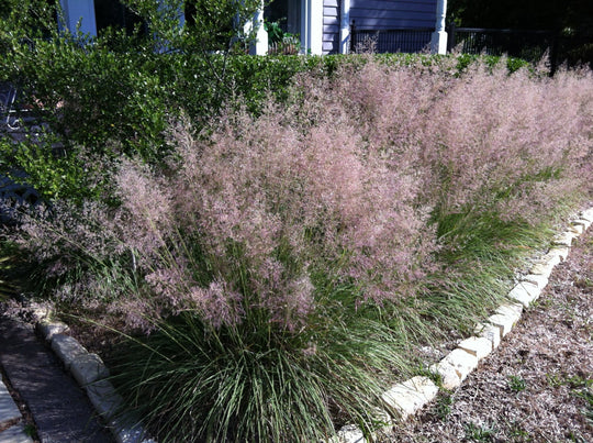 Bull Grass Muhly - Native Gardeners