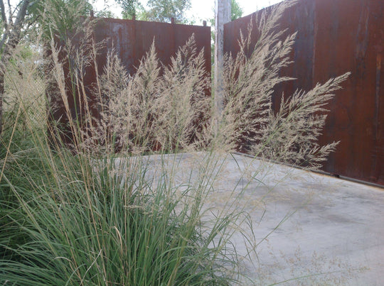 Bull Grass Muhly - Native Gardeners