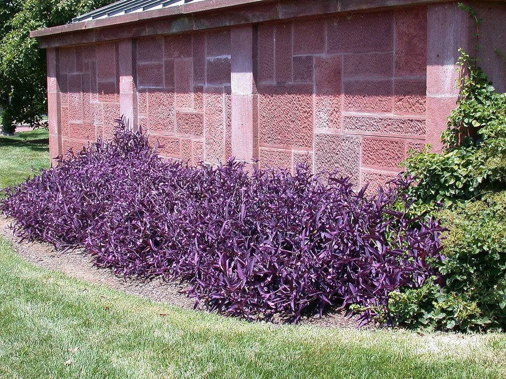 purple heart succulent plant Purple Heart