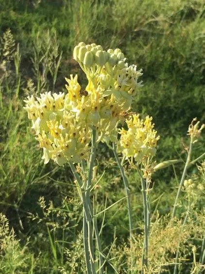 Desert Milkweed - Native Gardeners