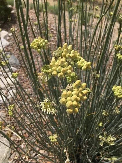 Desert Milkweed - Native Gardeners