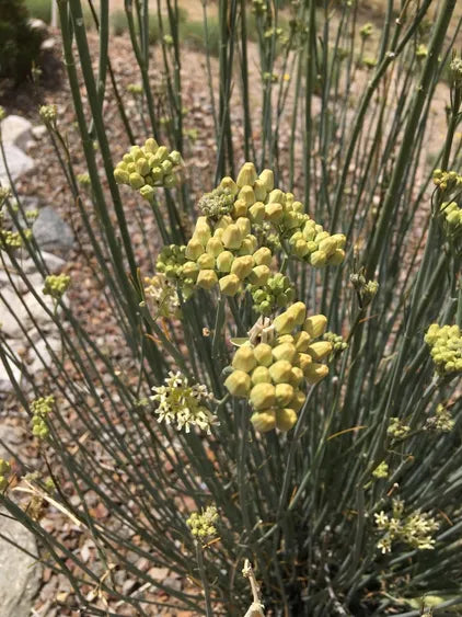 Desert Milkweed