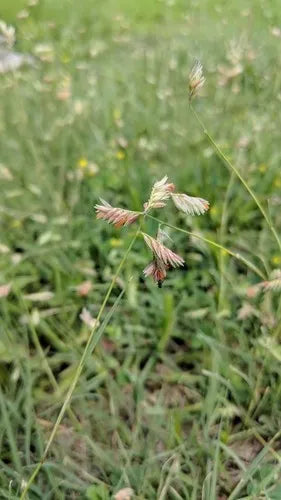 Buffalo Grass - Native Gardeners