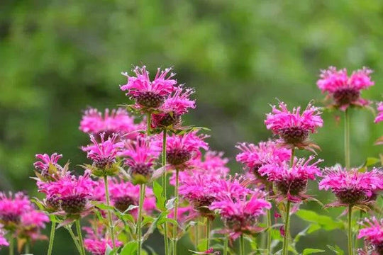 Marshall's Delight Beebalm - Native Gardeners