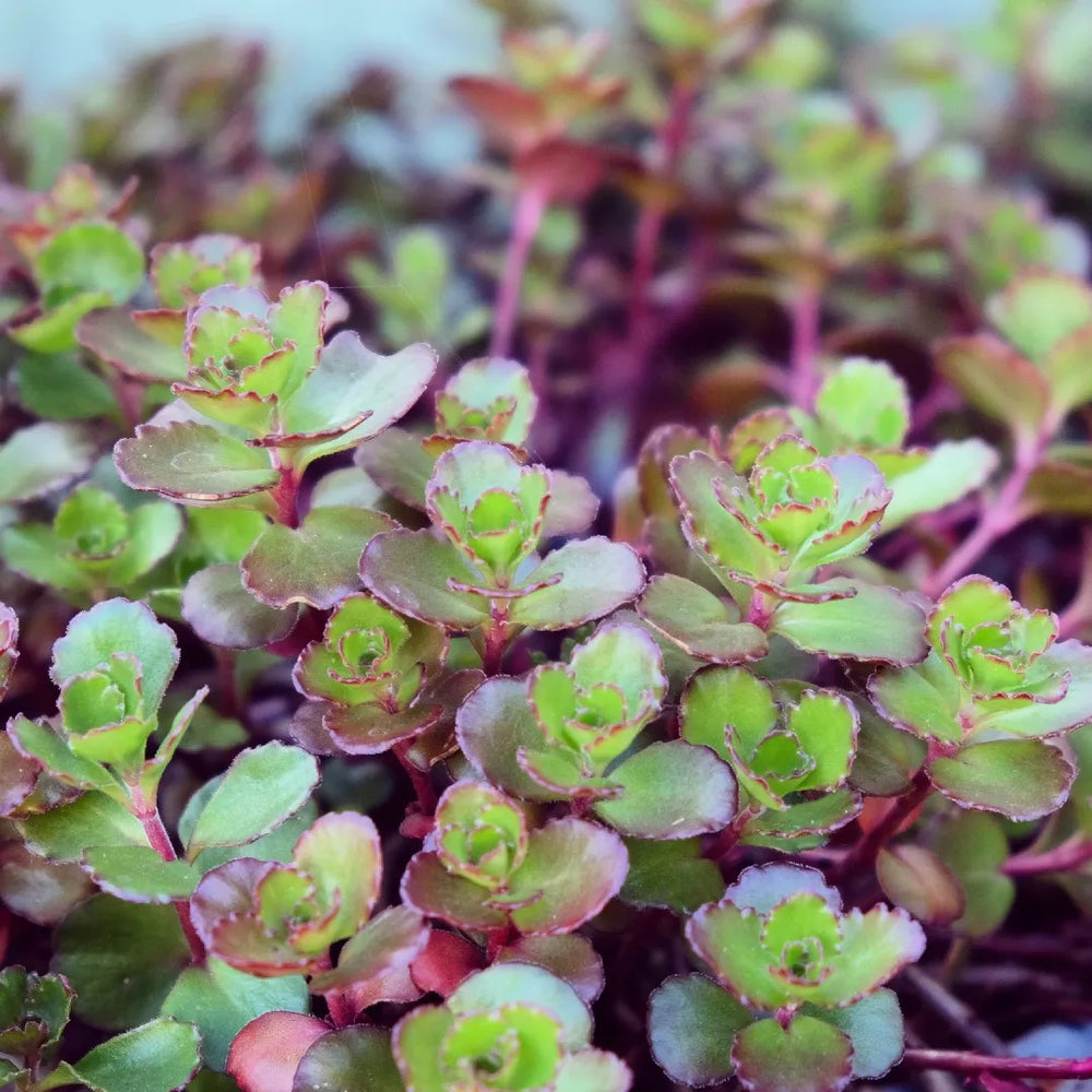 dragon blood succulent Dragon's Blood Sedum
