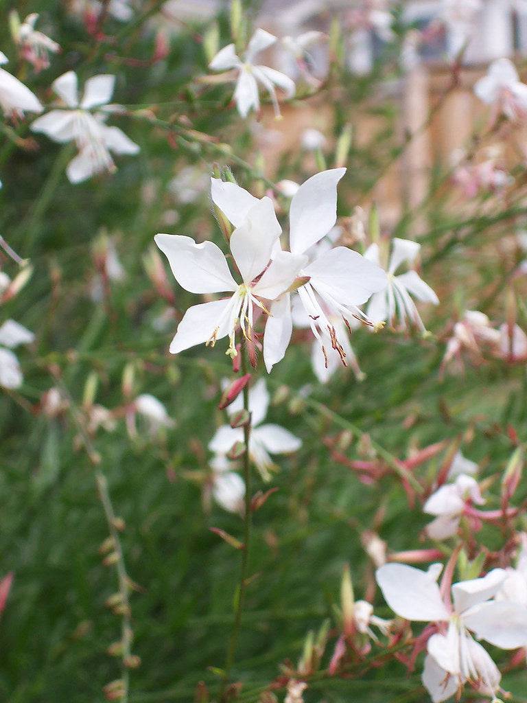 Gaura 'White Whirling Butterflies' - Native Gardeners