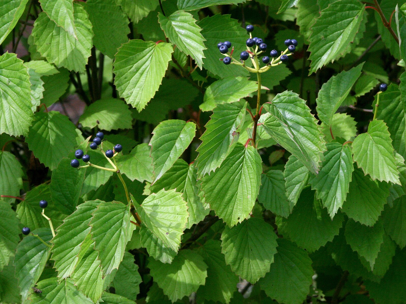 Arrowwood Viburnum