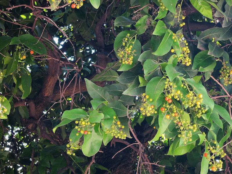 Anacua Tree berries