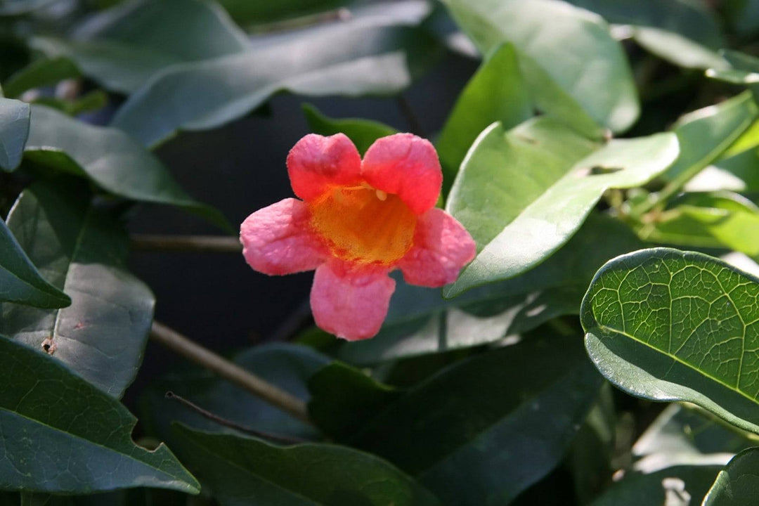 Crossvine 'Tangerine Beauty' - Native Gardeners