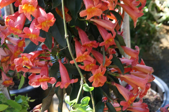 Crossvine 'Tangerine Beauty' - Native Gardeners