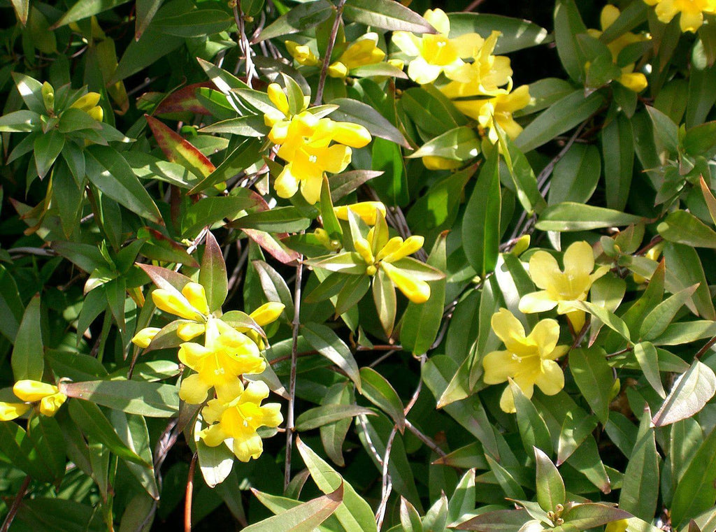 Carolina Yellow Jessamine – Native Gardeners