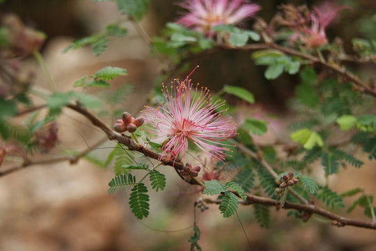 Pink Fairy Duster - Native Gardeners