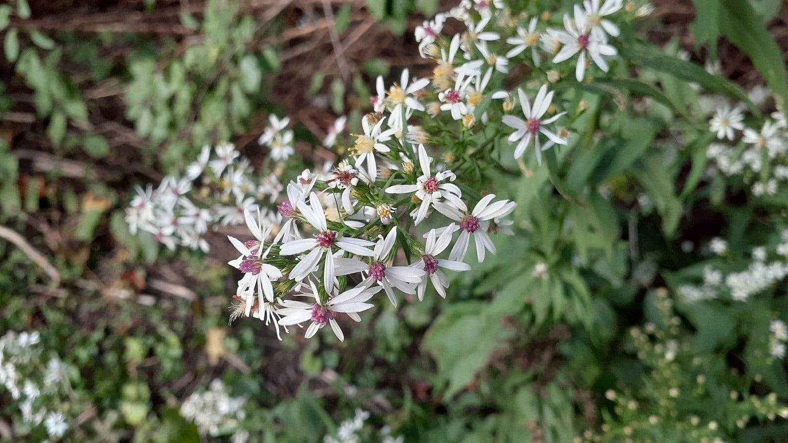 Arrowleaf Aster Flower