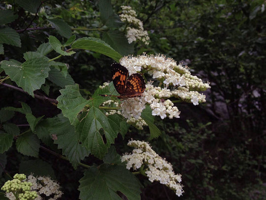 Arrowwood Viburnum - Native Gardeners