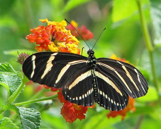 Zebra Longwing (Heliconius charithonia)