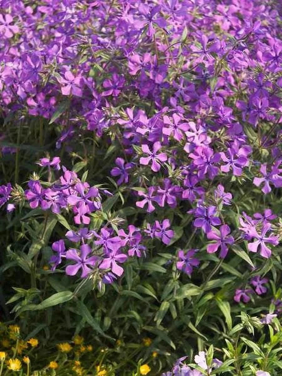 Moss Phlox 'Paparazzi Jagger' - Native Gardeners