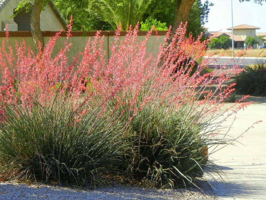 Hesperaloe 'Pink Parade' - Native Gardeners