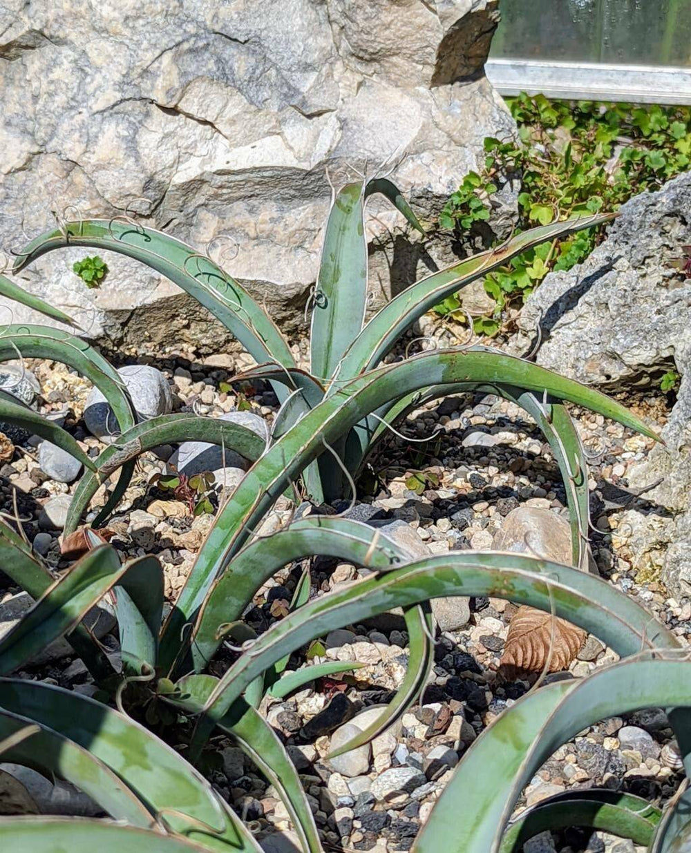 Banana Yucca Roots Banana Yucca – Native Gardeners