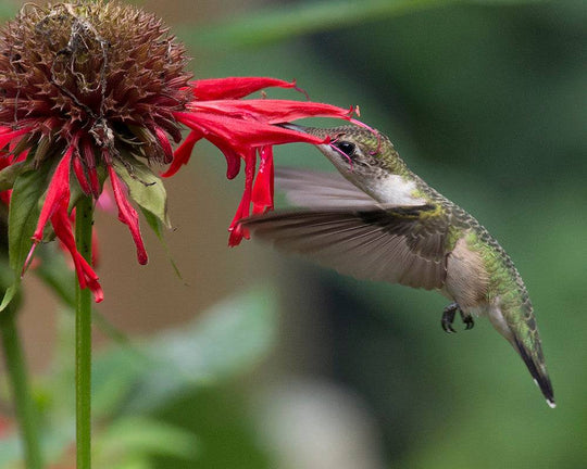 Jacob Cline Beebalm - Native Gardeners