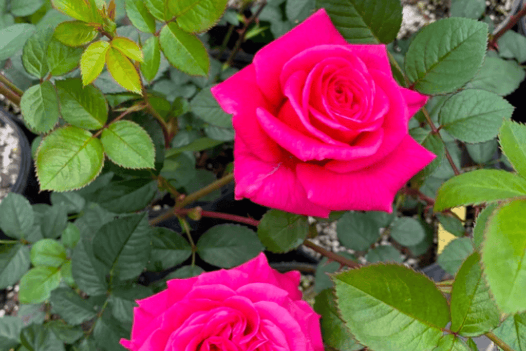 Rose 'Femme Fatale' - Native Gardeners