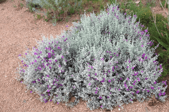 Texas Sage 'Silver Cloud' - Native Gardeners