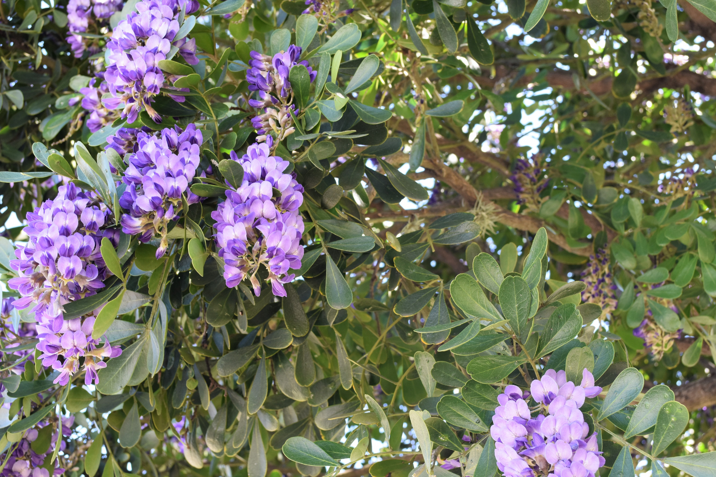 Texas Mountain Laurel