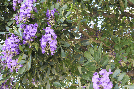 Texas Mountain Laurel - Native Gardeners