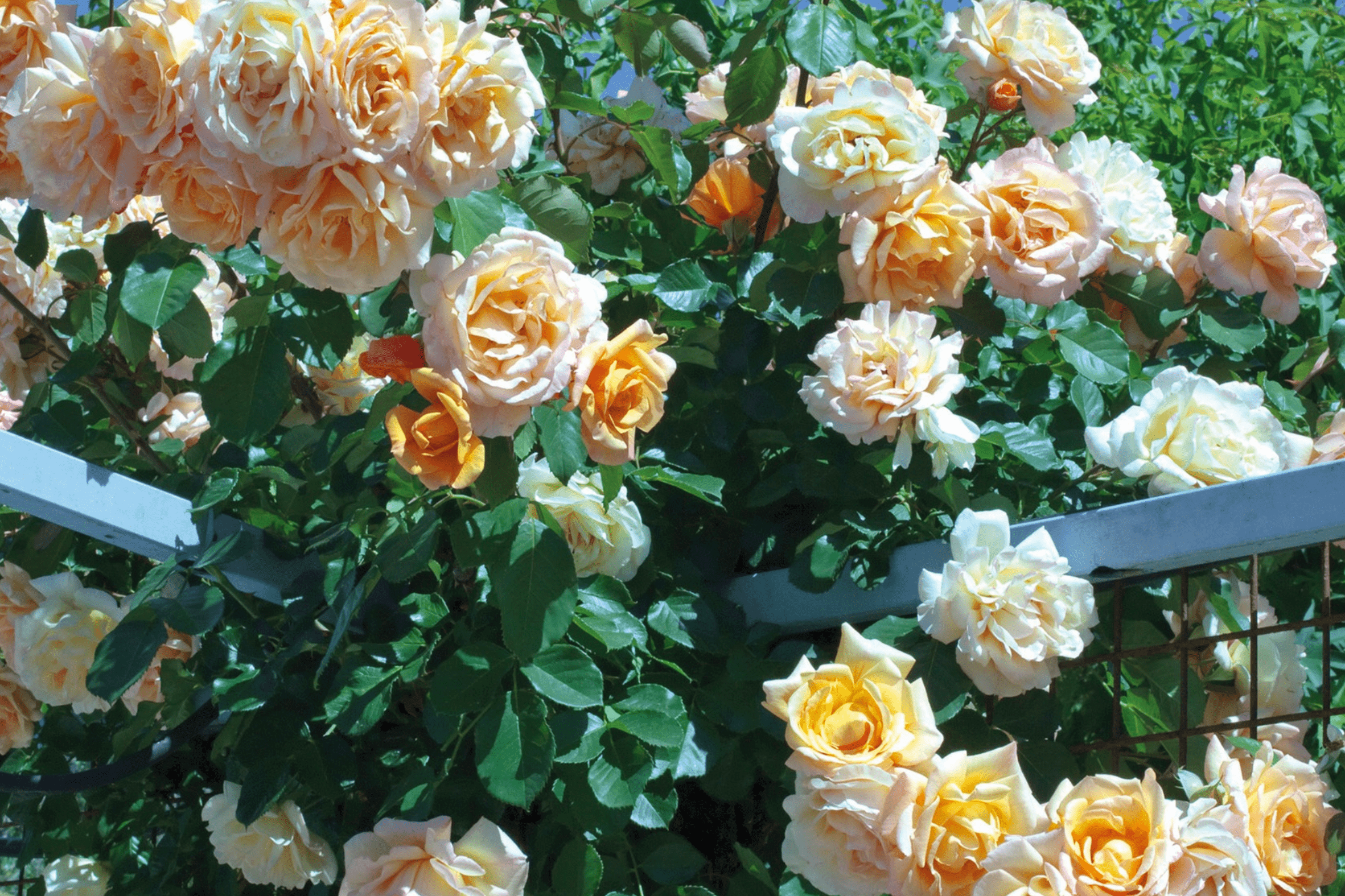 Rose 'Garden Sun™' - Native Gardeners