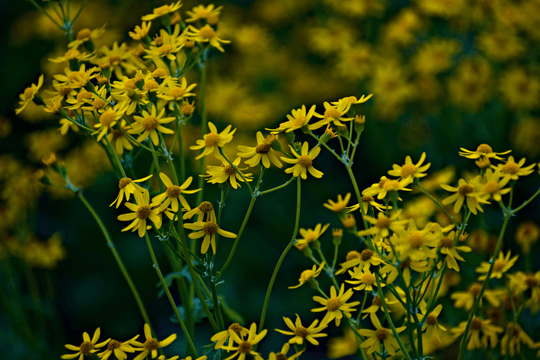 Golden Groundsel - Native Gardeners