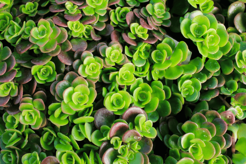 coral reef succulent care Sedum 'Coral Reef' – Native Gardeners
