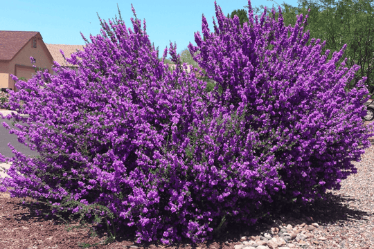 Chihuahuan Sage - Native Gardeners