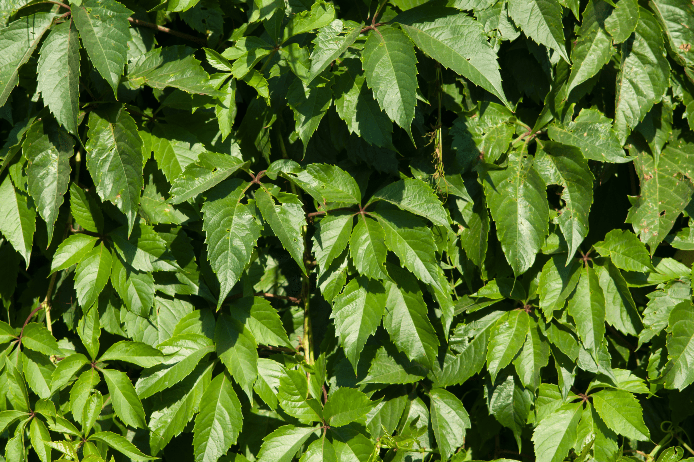 Virginia Creeper - Native Gardeners