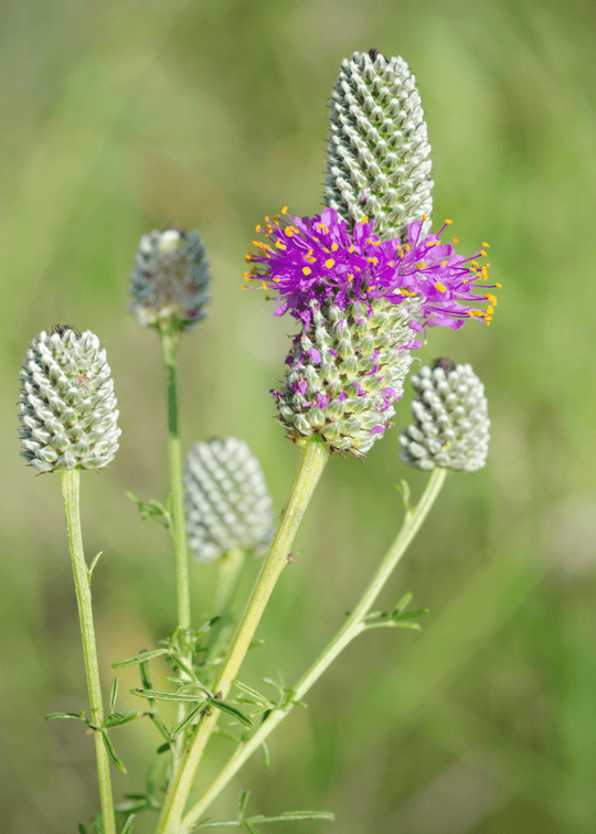 Purple Prairie Clover - Native Gardeners