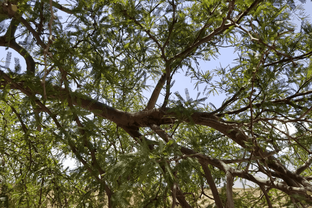 Thornless Texas Honey Mesquite - Native Gardeners