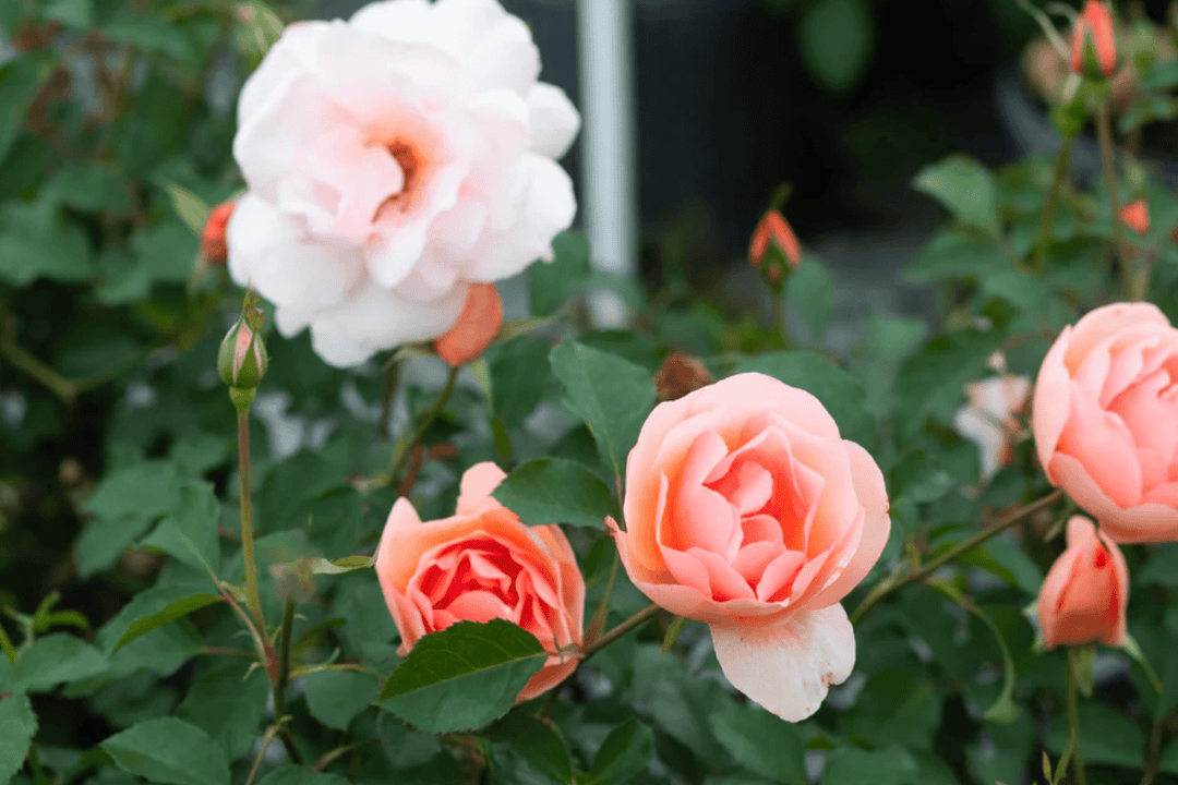 Rose 'Tuesday McMains' - Native Gardeners