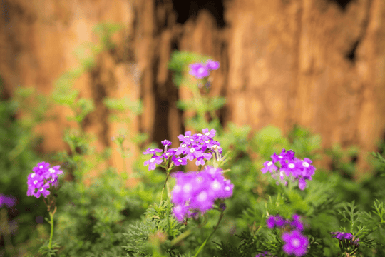 Verbena 'Prairie' - Native Gardeners