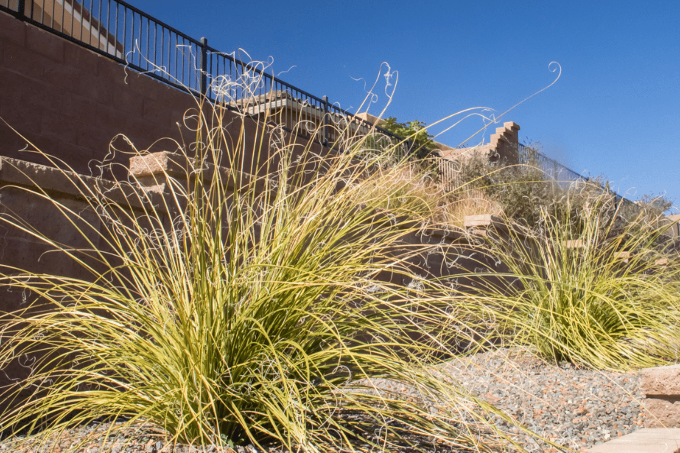 Bear Grass - Native Gardeners