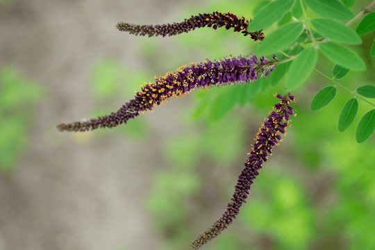 False Indigo Bush - Native Gardeners