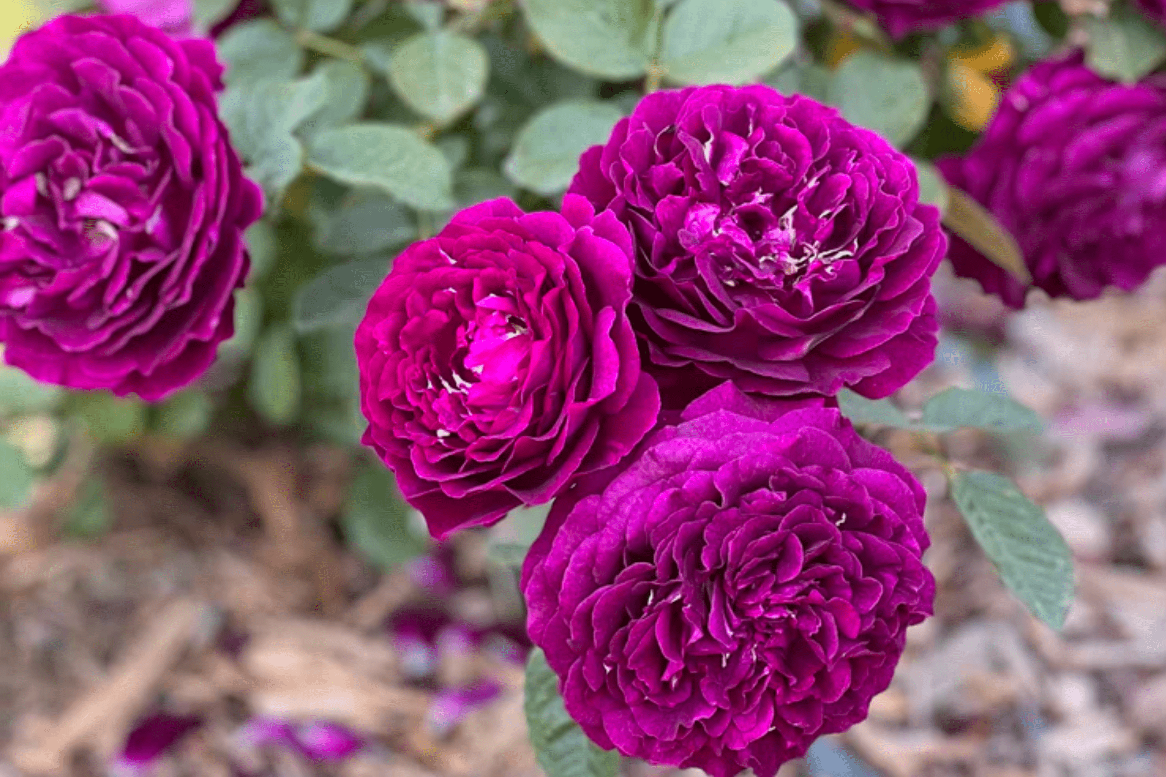 Rose 'Twilight Princess' - Native Gardeners