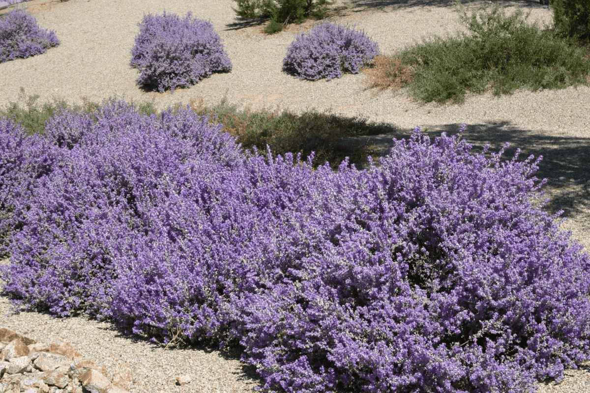 Blue Ranger Texas Sage – Native Gardeners